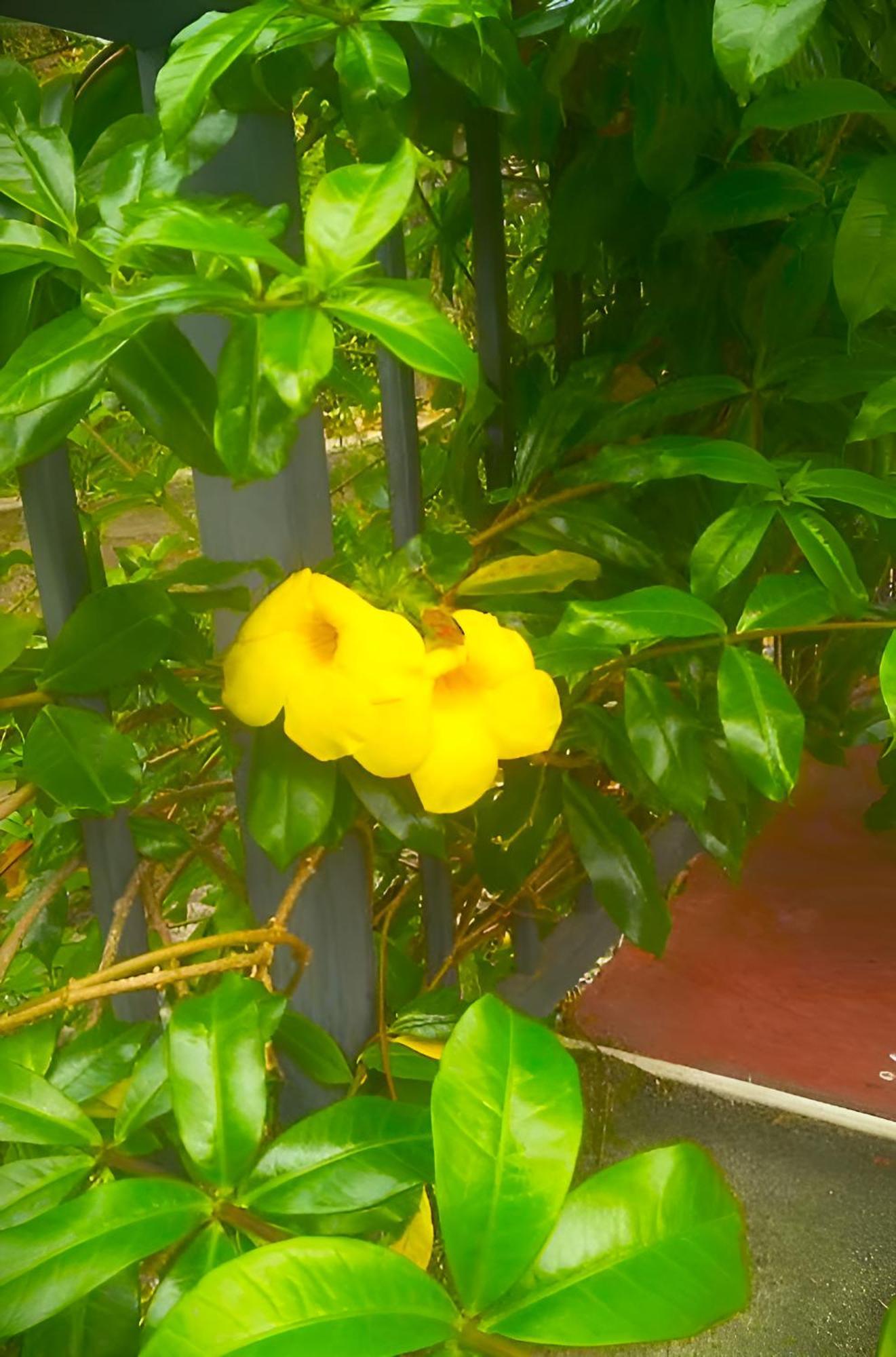 Senehas Homestay Ella Ngoại thất bức ảnh